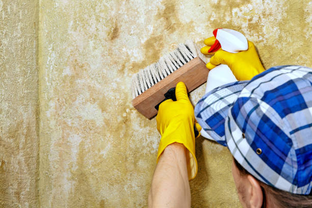 Best Mold Documentation for Insurance Claims  in West University Place, TX