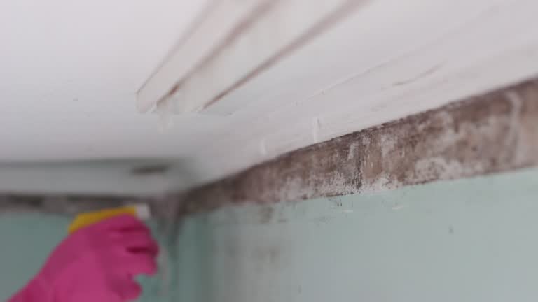 Best Mold Odor Removal Services  in West University Place, TX